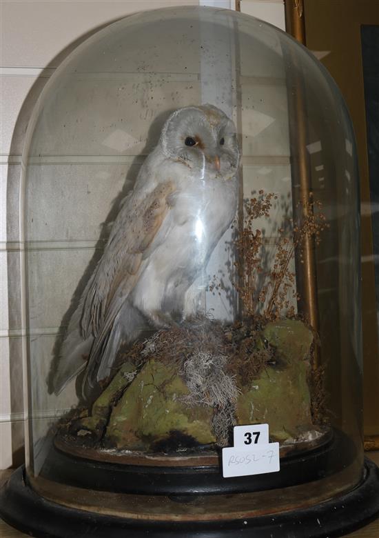 A Victorian taxidermic model Barn Owl, under a glass dome, overall 47cm